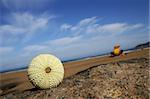 Green sea urchin on rock by the sea