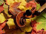 detail of violin scroll and neck over multi-colored autumn leaves... from maple tree to maple violin… German-made copy of Josef Guarnerius