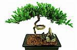 Small bonsai tree with rocks and pebbles