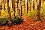 Colorful sunlit fall forest with fallen leaves covering the ground