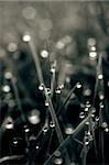 abstract grass in black and white with dew drops