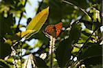 Butterfly on Sweet Chestnut Catkin, Epirus, Greece