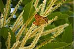 Butterfly on Sweet Chestnut Catkin, Epirus, Greece