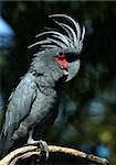 Black parrot in Bali a zoo. Indonesia