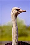 Ostrich close up