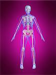 3d rendered anatomy illustration of a human body shape with a skeleton