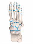 3d rendered anatomy illustration of a human skeletal foot