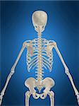 3d rendered anatomy illustration of a human skeleton, backview