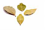 Four bay leafs on white background, isolated