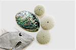 John Dory fish, paua shell and sea eggs isolated on white.