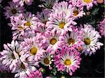 Close up of Light pink chrysanthemum