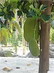 Growing Jackfruit