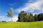 Tree in golf field