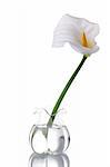 A white calla on a glass jar with water, reflected. Isolated on white background