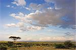 African Landscape - Kenya