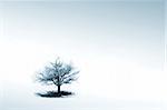 Lonely tree in winter scene