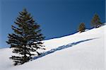 Trees and shadows in snow field