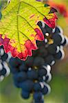 Leaf in a vineyard with grapes in the background