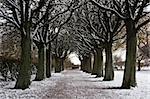 Frozen path through trees, leading to a lonely bench. Malmö, Sweden.