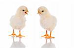 Photo of two cute baby chicks, with reflection, over white background. Studio shot.