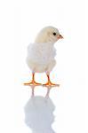 Photo of a cute chick in profile, with reflection, over white background.