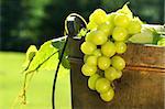 Green grapes in a wine bucket