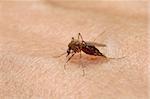 Mosquito saugen Blut.