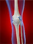 3d rendered anatomy illustration of a human skeletal knee