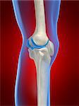 3d rendered anatomy illustration of a human knee