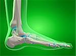 3d rendered x-ray illustration of a human skeletal foot