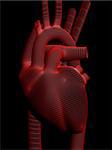 3d rendered anatomy illustration of a human heart