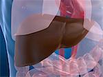 3d rendered anatomy illustration of a human liver