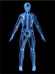 3d rendered anatomy illustration of a human skeleton