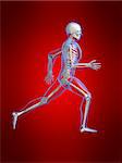 3d rendered anatomy illustration of a human skeleton