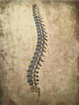 3d rendered illustration of an old paper with a human spine