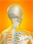 3d rendered anatomy illustration of a skeletal human neck