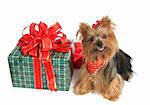 An adorable yorkshire terrier dog with a brightly wrapped Christmas present.