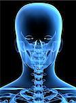 3d rendered x-ray illustration of a skeletal human back