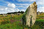 Green vines on prehistoric megalithic monuments menhirs in Carnac area in Brittany, France