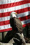 An american bald eagle perched on a log in front of an American flag.