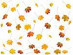 A lot of colorful autumn maple and birch leafs set isolated on white (autumn background)