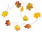 Clock shape make by colorful autumn maple and birch leafs isolated white (autumnal time round dance)