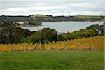 Vineyard overlooking Putiki Bay, Waiheke Island, New Zealand
