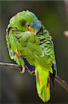 The White-fronted Amazon Parrot (Amazona albifrons) is native to Central America and southern Mexico; and is most often seen in small flocks of up to 20 birds. They are seen in a variety of different habitats from wet regions such as rainforests, to drier areas such as cactus savannahs. In the wild, they are not shy and people are often able to approach them.