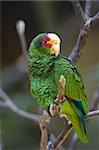 The Yellow Lored Parrot (Amazona xantholora) is native to Belize, Honduras, and Mexico.