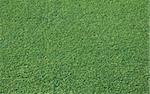 Green grass of a golf course