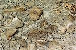 pebbles under crystal clear rippled sea water