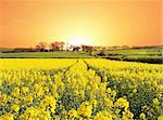 A bright new day and a healthy crop with Farm nestling on the rolling hills of Northumberland, England in Spring