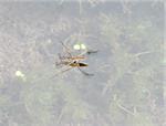 a waterbug in a creek at the bottom of the Grand Canyon