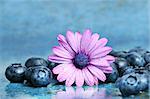 Pink daisy with blueberries on aqua blue background